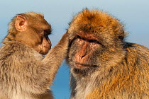 Barbary macaques (Macaca sylvanus) juvenile grooming adult, Gibraltar. Endangered species.