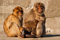 Barbary macaques (Macaca sylvanus) with infant, Gibraltar. Endangered species.