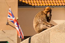 Barbary macaque (Macaca sylvanus) feeding on wall with buildings behind, Gibraltar. Endangered species.