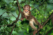 Assam macaque (Macaca assamensis) baby in tree, Thailand.