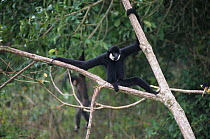 Southern white-cheeked gibbon (Nomascus siki) on branch. Captive, occurs in Lao People's Democratic Republic and Vietnam. Endangered species.