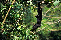 Pileated gibbon (Hylobates pileatus) male hanging from branch. Captive, occurs in Cambodia, Lao People's Democratic Republic, Thailand. Endangered species.