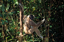 Pileated gibbon (Hylobates pileatus) female sitting on branch. Captive, occurs in Cambodia, Lao People's Democratic Republic, Thailand. Endangered species.