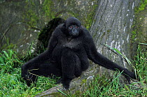 Kloss's gibbon (Hylobates klossii) female sat on ground. Captive, endemic to the Mentawai Islands off the west coast of Sumatra, Indonesia. Endangered species.