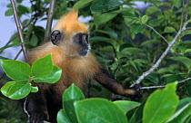 White-headed langur / Golden-headed langur (Trachypithecus poliocephalus) in tree. Captive, occurs in China and Vietnam. Critically Endangered species.