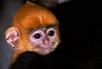 Hatinh langur (Trachypithecus hatinhensis / Trachypithecus laotum hatinhesis) infant. Captive, occurs in Lao People's Democratic Republic and Vietnam. Endangered species.