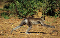Grey langur (Semnopithecus priam thersites / Semnopithecus entellus thersites) male running, Sri Lanka. Endangered species.