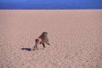Hamadryas baboon (Papio hamadryas) running in desert, Republic of Djibouti.