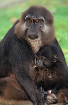Heck's macaque (Macaca hecki) female with baby. Captive, occurs in Sulawesi, Indonesia. Vulnerable species.