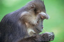 Tonkean macaque (Macaca tonkeana) with stick. Captive, occurs on Sulawesi and the Togian Islands, Indonesia. Vulnerable species.