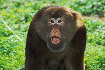 Tibetan macaque (Macaca thibetana) threat display. Captive, occurs in China.