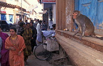 Rhesus macaque (Macaca mulatta) in urban street, India.