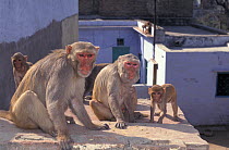 Rhesus macaque (Macaca mulatta) group on building in urban setting, India.