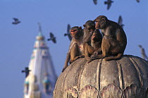 Rhesus macaque (Macaca mulatta) group sat on dome in urban setting, India.