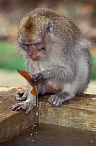 Crab-eating macaque (Macaca fascicularis) sat on edge of water trough with leaf, Bali.