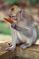 Crab-eating macaque (Macaca fascicularis) drinking water from leaf, Bali.