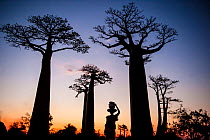 Woman carrying water, silhouetted at dusk with Boabab trees, in Morondava, Madagascar
