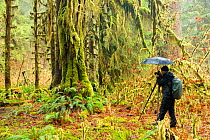 Photographer with umbrella taking photos of ancient  moss covered trees in ancient temperate rainforest, in Olypmic National Park,   Washington State, USA.