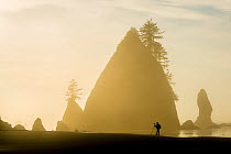 Photographer taking photos of rock formations, silhouetted at sunset  on the Pacific coast of Olympic National Park, Washington State, USA. Model released.