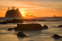 Rock formations silhouetted at sunset  on the Pacfic coast of Olympic National Park, Washington State, USA.