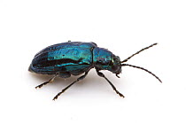 Alder Flea Beetle (Altica ambiens) Rivernook Campground, Kernville, Kern County, California, USA.