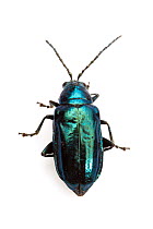 Alder Flea Beetle (Altica ambiens) Rivernook Campground, Kernville, Kern County, California, USA.
