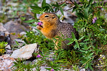 Arctic ground squirrel (Spermophilus parryii) feeding on flower, Savage River, Denali National Park, Denali Borough, Alaska, USA, July.