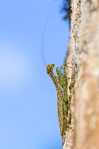 Bark Mantis (Liturgusa sp.) Green Hills Butterfly Ranch, Cayo District, Belize