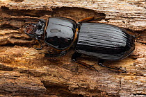 Peg / Bess Beetle (Odontotaenius floridanus) Archbold Field Station, Lake Placid, Highlands County, Florida, August.