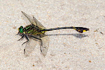 Blackwater Clubtail (Gomphus dilatatus) male, Conway,  Horry County, South Carolina, USA, May.