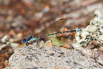 Blueringed Dancer (Argia sedula) male, Conway, Punch Bowl  Horry County, South Carolina, USA.