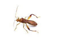 BroadHeaded Bug (Hyalymenus sp.) Brackenridge Field Laboratory, Austin, Travis County, Texas, USA.