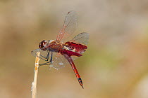 Carolina Saddlebags Dragonfly (Tramea carolina) male, in Conway, Horry County, South Carolina, USA, May.
