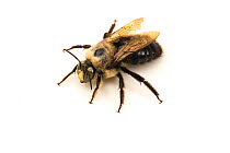 Carpenter Bee (Xylocopa tabaniformis orpifex) - male. California, USA, June.
