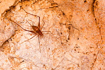 Cave Cricket (Mayagryllus apterus) Footprint Cave, Cayo District, Belize