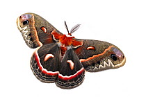 Cecropia Moth (Hyalophora cecropia) captive. Austin, Travis County, Texas, USA.