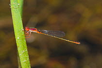 Cherry Bluet (Enallagma concisum) male resting on leaf blade, Conway, Horry County, South Carolina, USA, May.