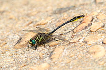 Clearlake Clubtail (Gomphus australis) male resting on ground, Cheraw State Park, Cheraw, Chesterfield County, South Carolina, USA, May.