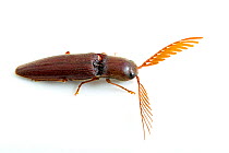 Click Beetle (Dicrepidius palmatus) Wild Basin Wilderness Preserve, Austin, Travis County, Texas, USA.