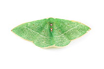 Columbian Emerald moth (Nemoria darwiniata) Kernville, Kern County, California, USA.