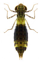 Common Green Darner Dragonfly (Anax junius) nymph, Brackenridge Field Laboratory, Austin, Travis County, Texas, USA.