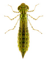 Common Green Darner Dragonfly (Anax junius) nymph, Brackenridge Field Laboratory, Austin, Travis County, Texas, USA.