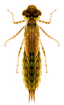 Common Green Darner Dragonfly (Anax junius) pre-emergent nymph, Brackenridge Field Laboratory, Austin, Travis County, Texas, USA.