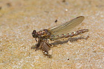 Common Sanddragon (Progomphus obscurus) male just emerged from exuviae, Little Pee Dee River, Horry County, South Carolina, USA, May.