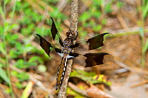 Common Whitetail Dragonfly (Plathemis lydia) male, Sabine National Forest, Hemphill, Sabine County, Texas, USA.