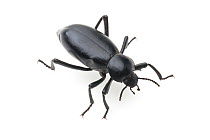 Darkling Beetle (Eleodes dentipes) Kernville, Kern County, California, USA, June.