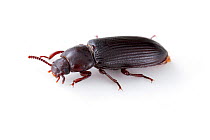 Darkling Beetle (Tenebrio molitor) captive, Austin, Travis County, Texas, USA.