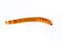 Darkling Beetle (Tenebrio molitor) late instar larva, captive, Austin, Travis County, Texas, USA.