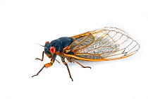 Decim Periodical Cicada (Magicicada septendecim)  on white background, New Brunswick, New Jersey, USA, June.