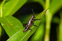 Eastern Lubber Grasshopper (Romalea microptera) nymph, Conway, Pee Dee River, Horry County, SOUTH CAROLINA